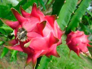 drakon-2fruit