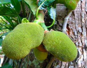 jackfruit-Thailand