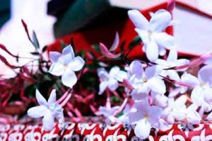 m_day_Thai