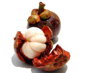 mangostan