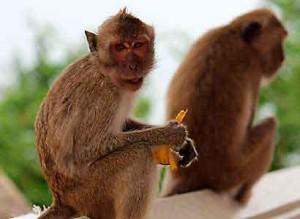 monkeys
